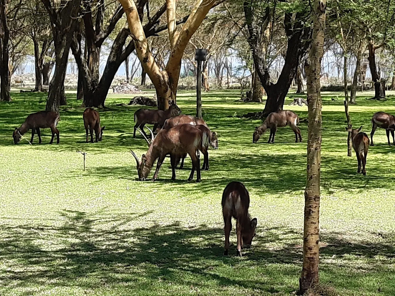 Lake Naivasha Simba Lodge - Naivasha hotel view 5
